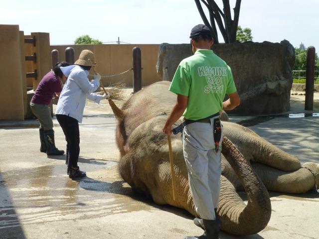 かみね動物園