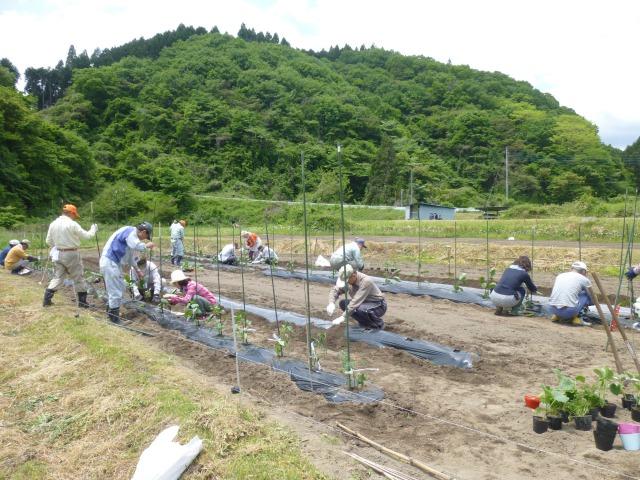 野菜作り