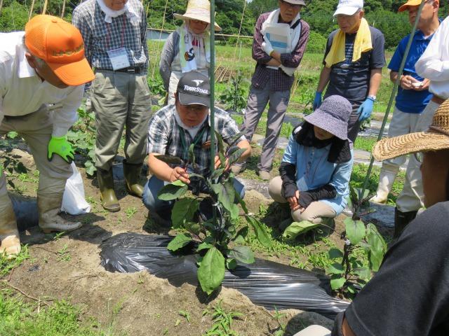 野菜作り